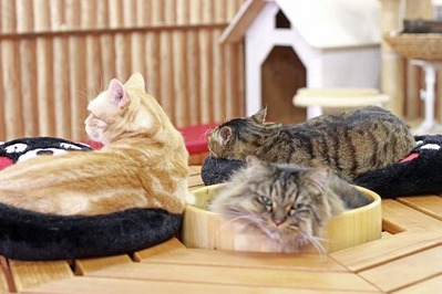 nekomanma_7267_edited-1