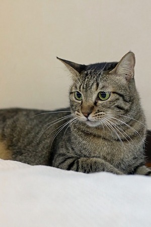 nekomanma_7867_edited-1