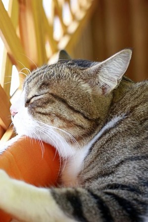 nekomanma_9563_edited-1