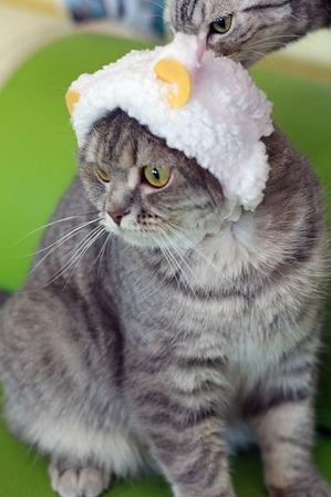 nekomanma_3670_edited-1