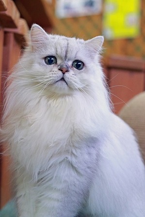 nekomanma_6887_edited-1