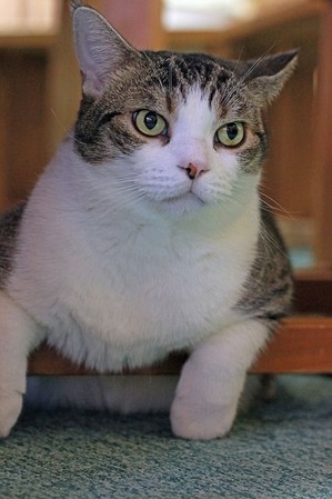 nekomanma_5150_edited-1