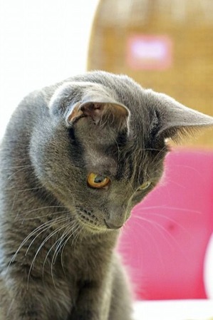 nekomanma_8580_edited-1