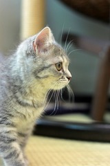 nekomanma_7628_edited-1