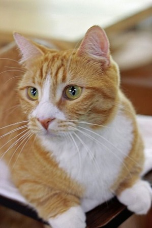 nekomanma_3352_edited-1