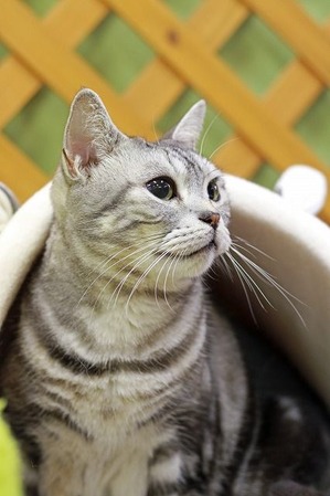 nekomanma_5292_edited-1