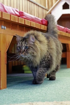 nekomanma_2278_edited-1