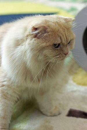 nekomanma_3906_edited-1