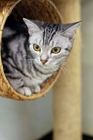 nekomanma_7064_edited-1