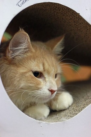 nekomanma_2109_edited-1