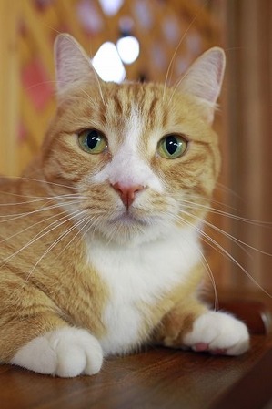 nekomanma_5894_edited-1