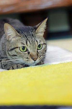 nekomanma_5552_edited-1