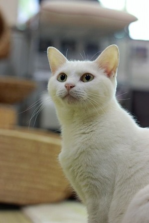 nekomanma_2706_edited-1