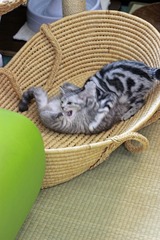 nekomanma_7591_edited-1