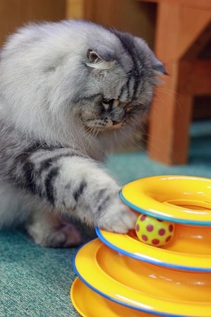 nekomanma_8193_edited-1
