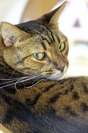 nekomanma_5276_edited-1