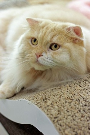 nekomanma_2936_edited-1