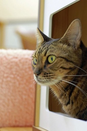 nekomanma_4262_edited-1
