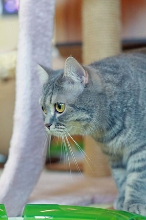 nekomanma_0288_edited-1