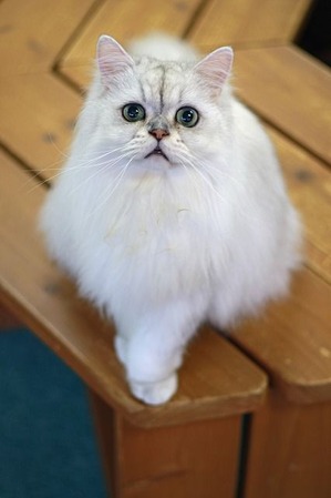 nekomanma_1789_edited-1