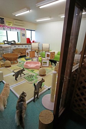 nekomanma_3833_edited-1