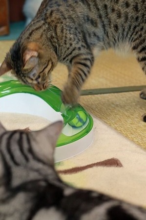 nekomanma_8318_edited-1