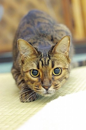 nekomanma_3681_edited-1