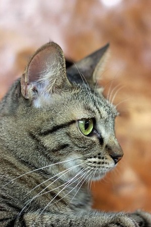 nekomanma_3576_edited-1