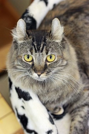 nekomanma_2688_edited-1