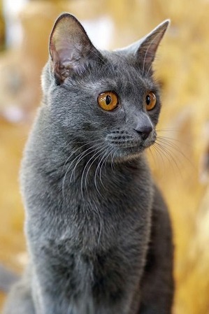nekomanma_7586_edited-1