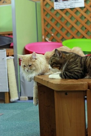 nekomanma_4980_edited-1