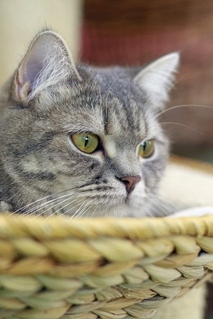 nekomanma_4717_edited-1