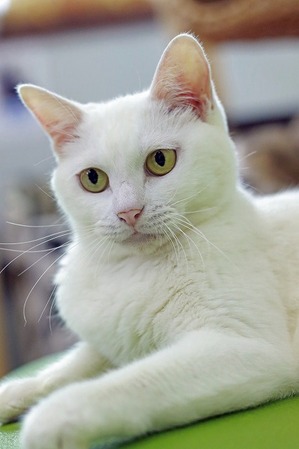 nekomanma_4589_edited-1