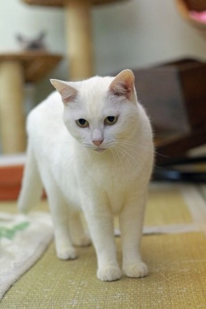nekomanma_1773_edited-1