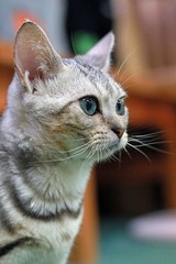 nekomanma_2744_edited-1