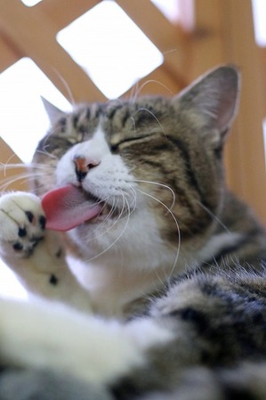 nekomanma_8198_edited-1