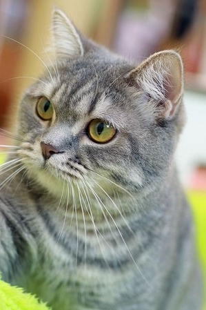 nekomanma_5392_edited-1