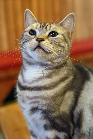 nekomanma_1642_edited-1
