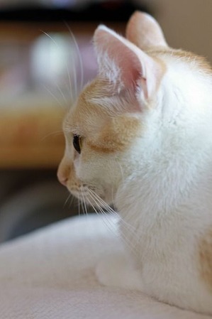 nekomanma_5813_edited-1