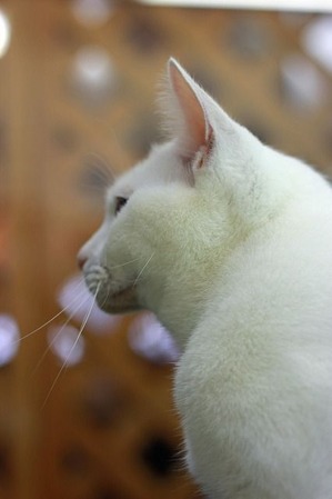 nekomanma_2192_edited-1