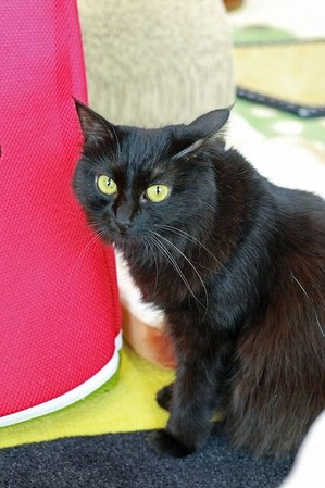 nekomanma_9481_edited-1