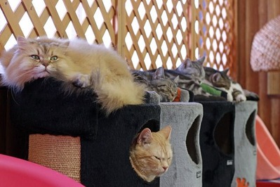 nekomanma_8552_edited-1