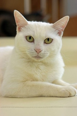 nekomanma_3571_edited-1
