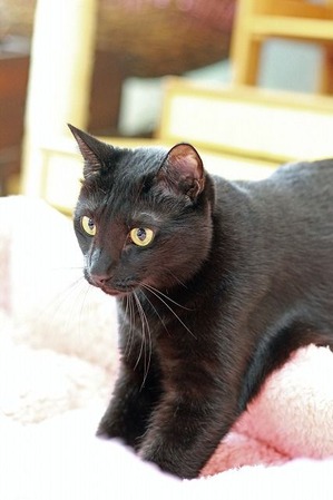 nekomanma_2217_edited-1