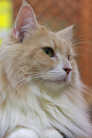 nekomanma_8894_edited-1