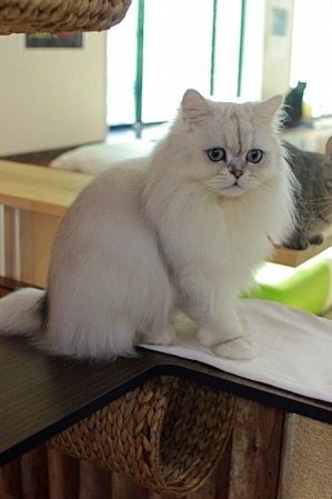 nekomanma_4458_edited-1
