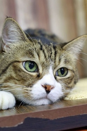nekomanma_9572_edited-1