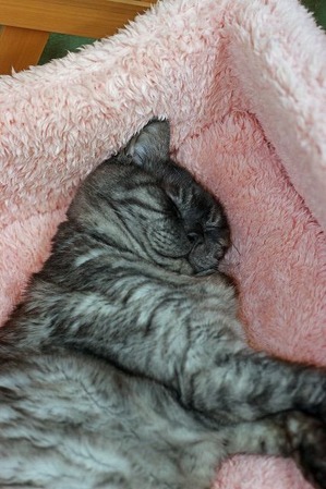 nekomanma_2110_edited-1