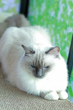 nekomanma_8417_edited-1
