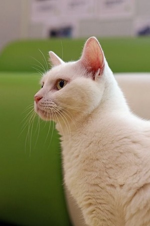 nekomanma_9484_edited-1